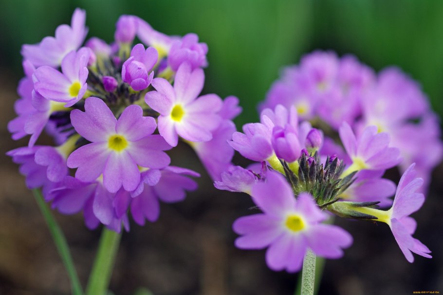 Примула Лесная сиреневая