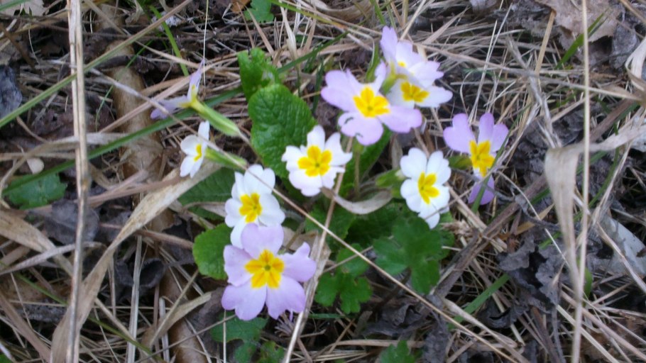 Примула Альпийская
