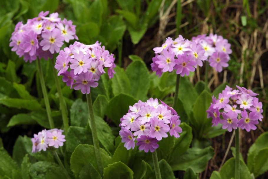 Первоцвет перистый Primula pinnata