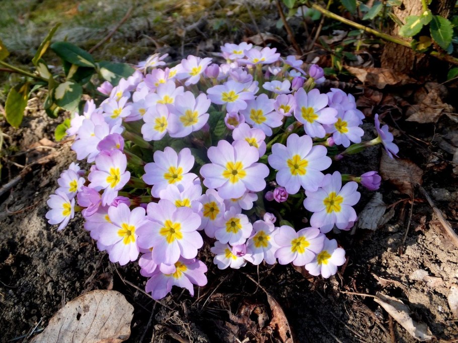 Примула первоцвет Кавказская