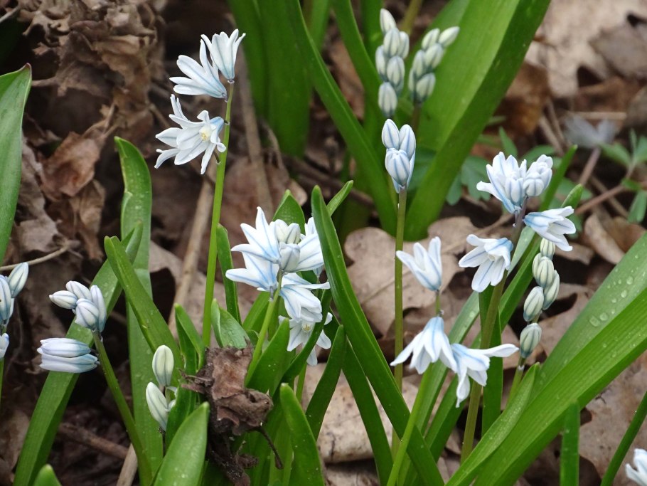 Первоцветы в июне