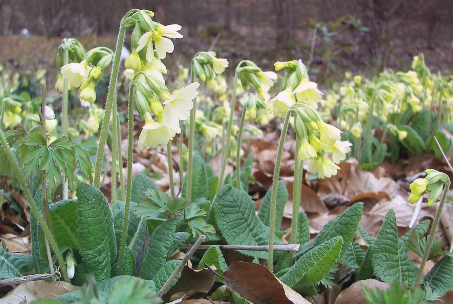 Примула Крещендо