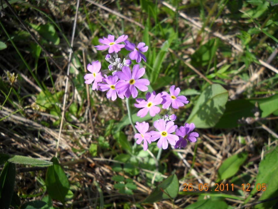 Первоцветы Новгородской области