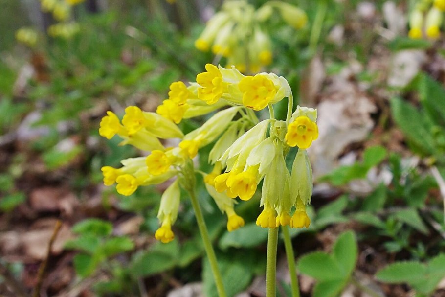 Примула heucherifolia