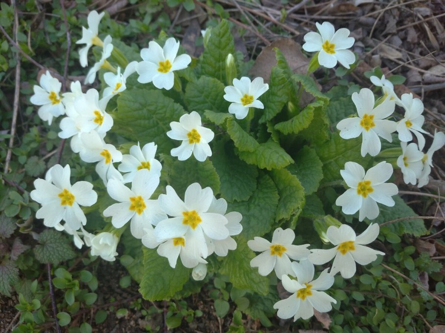 Бадан и примула