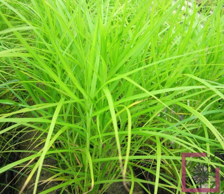 Осока метельчатая