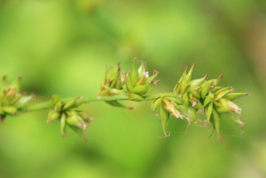 Осока метельчатая Carex paniculata