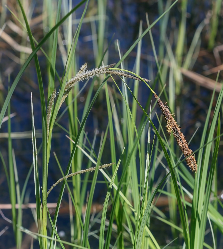 Carex vulgaris