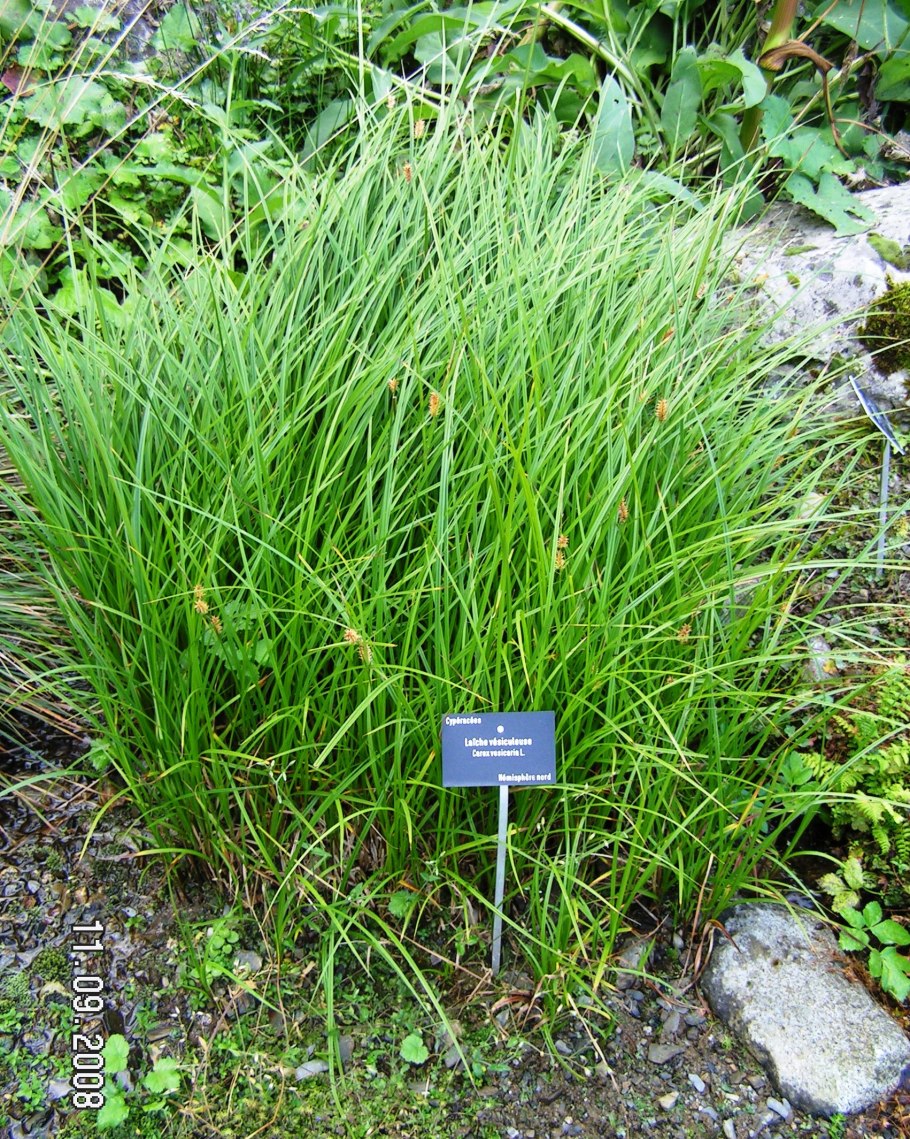 Осока дернистая