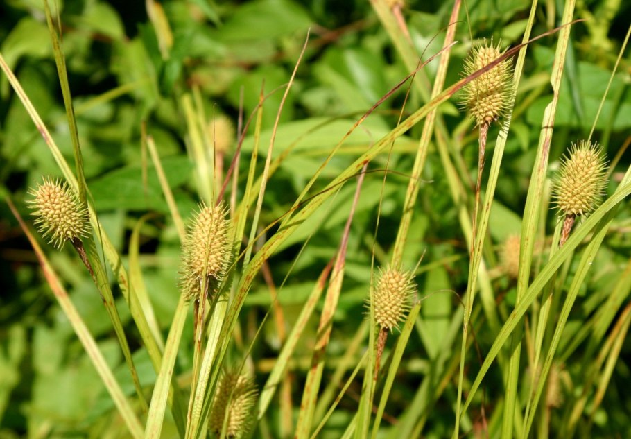 Осока Carex morrowii variegata