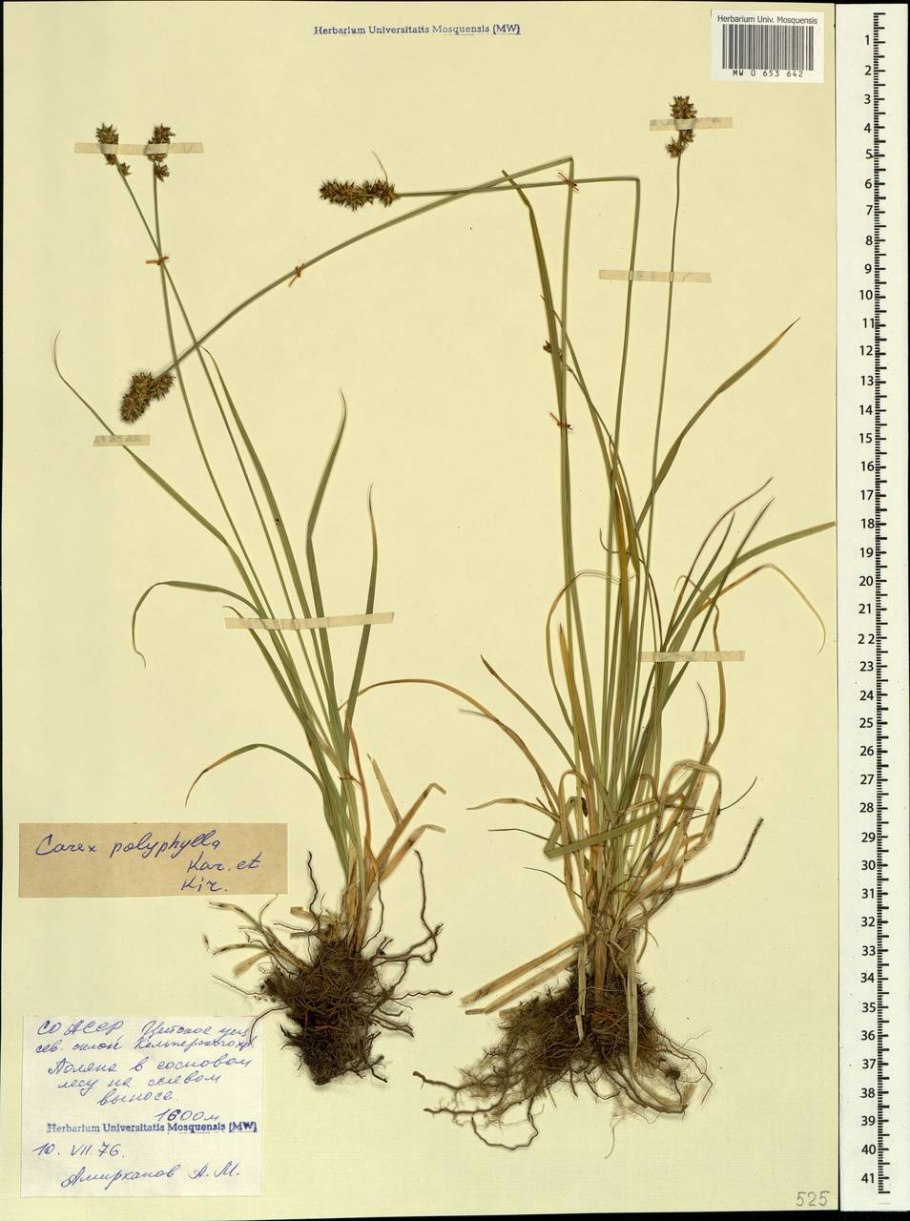 Осока магелланская