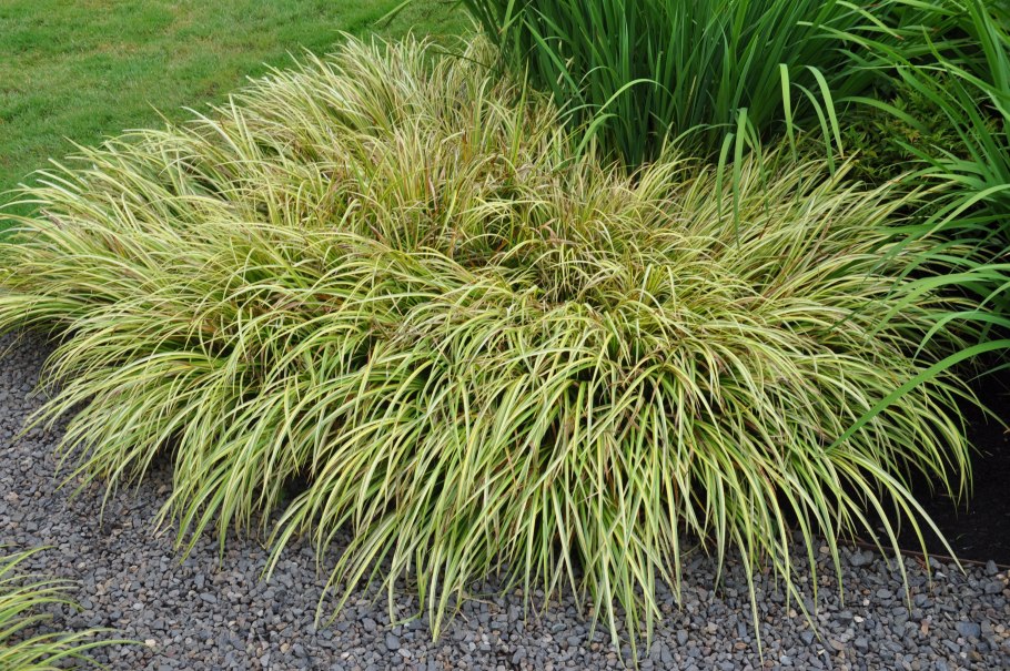 Осока гвоздичная Carex caryophyllea