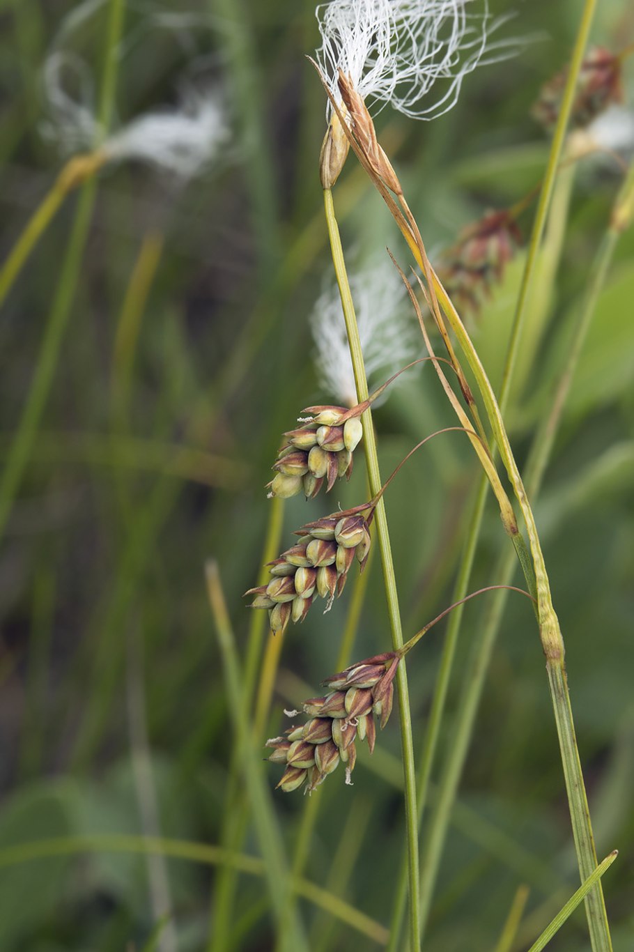 Осока Крылатая (Carex elata )