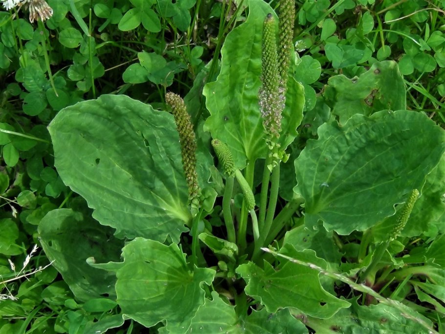 Plantago ovata