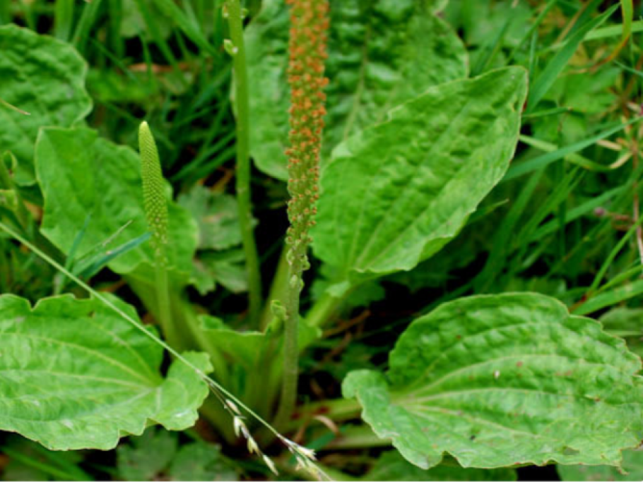 Лекарственные травы Татарстана подорожник