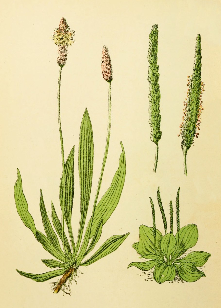 Plantago lanceolata l.