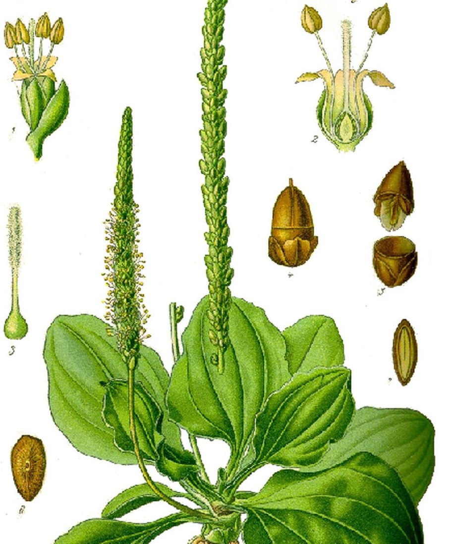 Подорожник Луговой