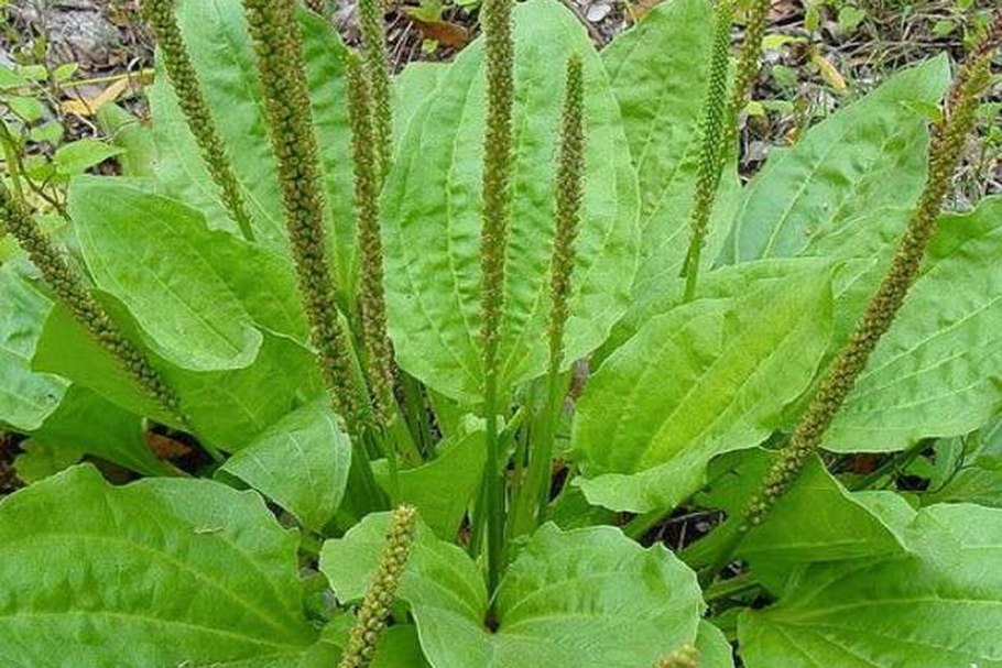 Подорожник ланцетолистный лекарь