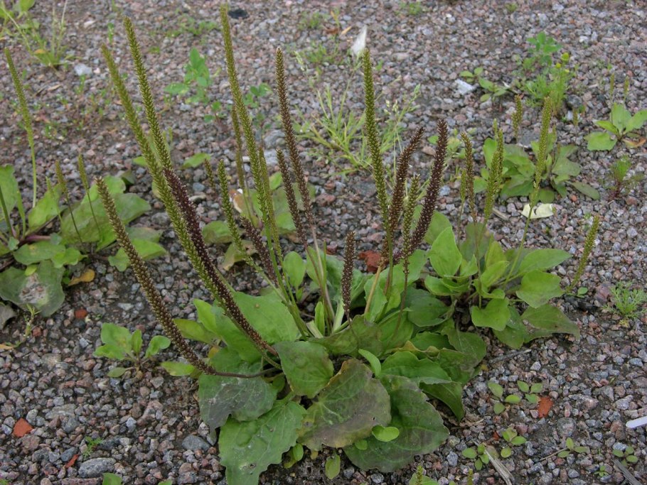 Plantago Major