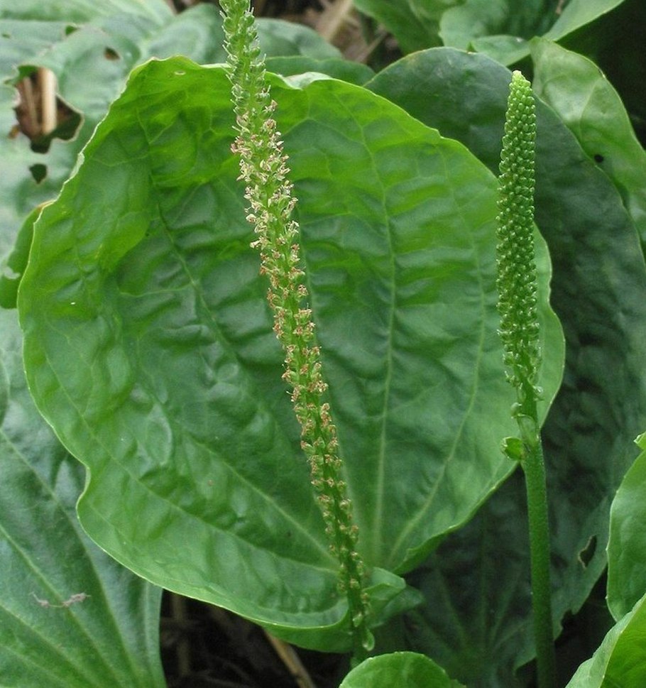 Подорожник большой (Plantago Major l.)