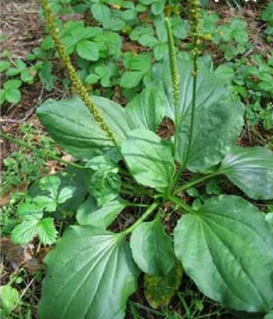 Подорожник(Plantago Major l.),