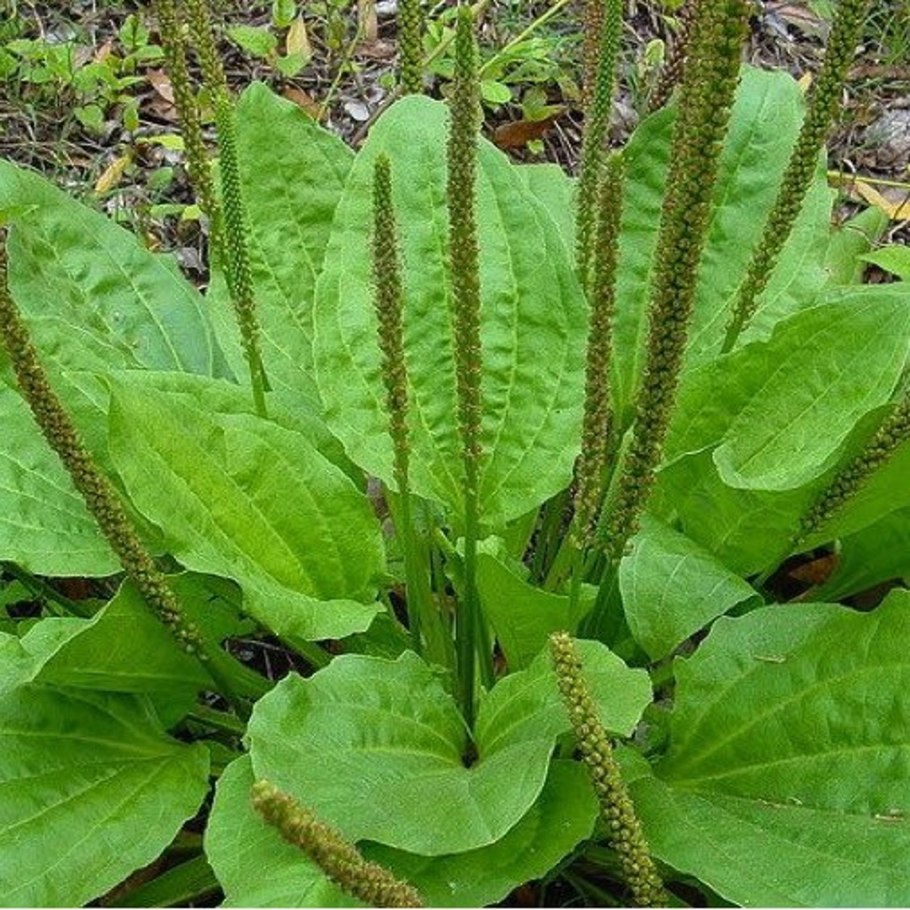 Подорожник большой (Plantago Major l.)