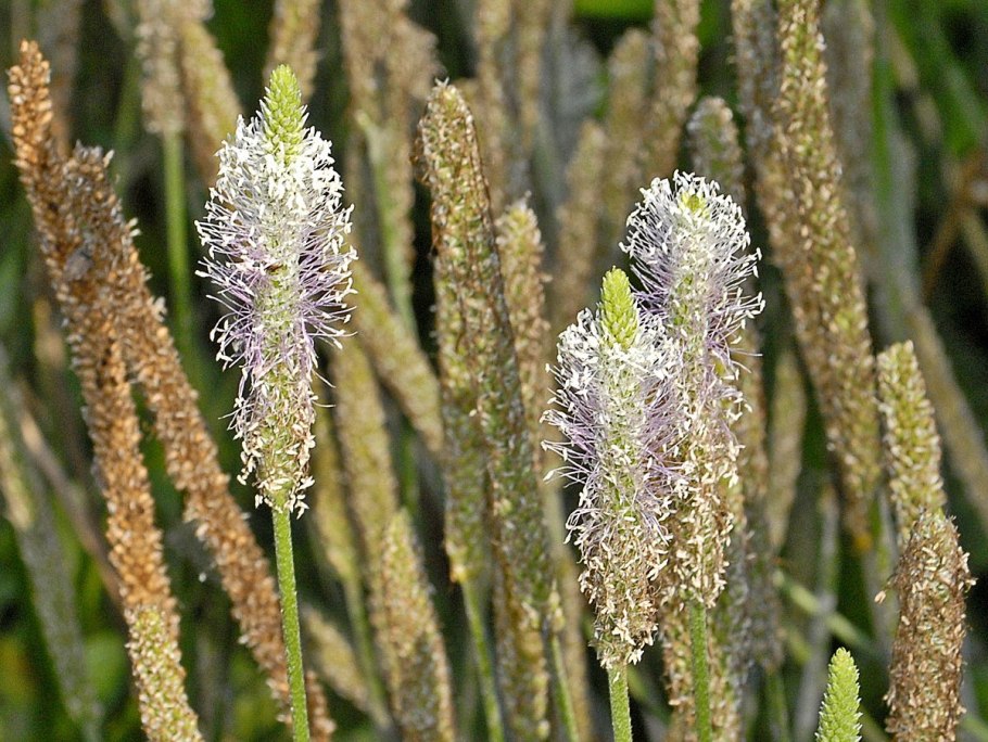 Подорожник большой