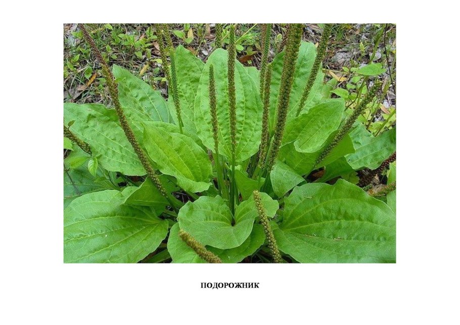 Подорожник трава