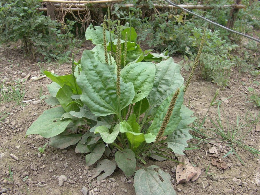 Подорожник большой (Plantago Major)