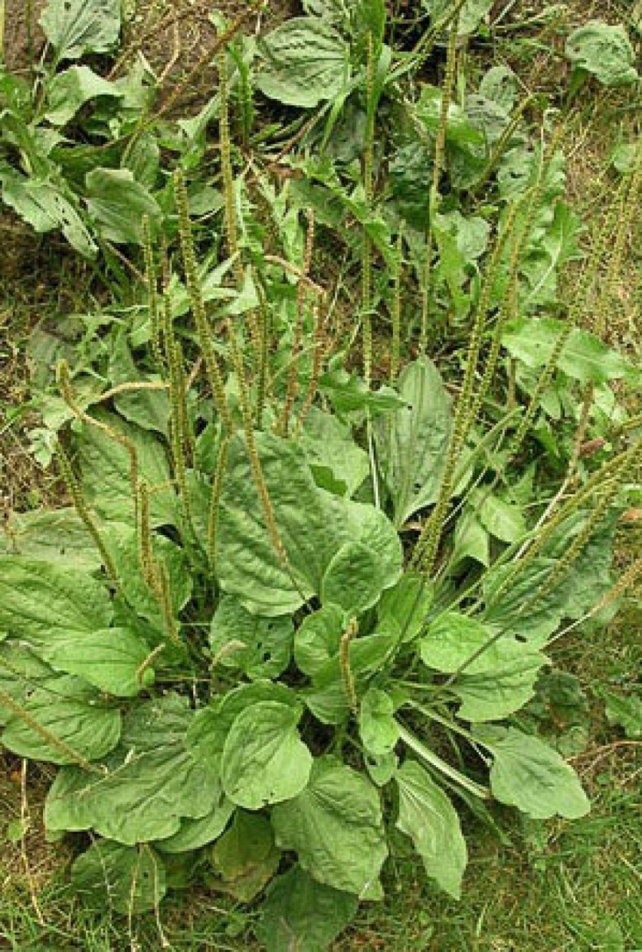 Подорожник большой