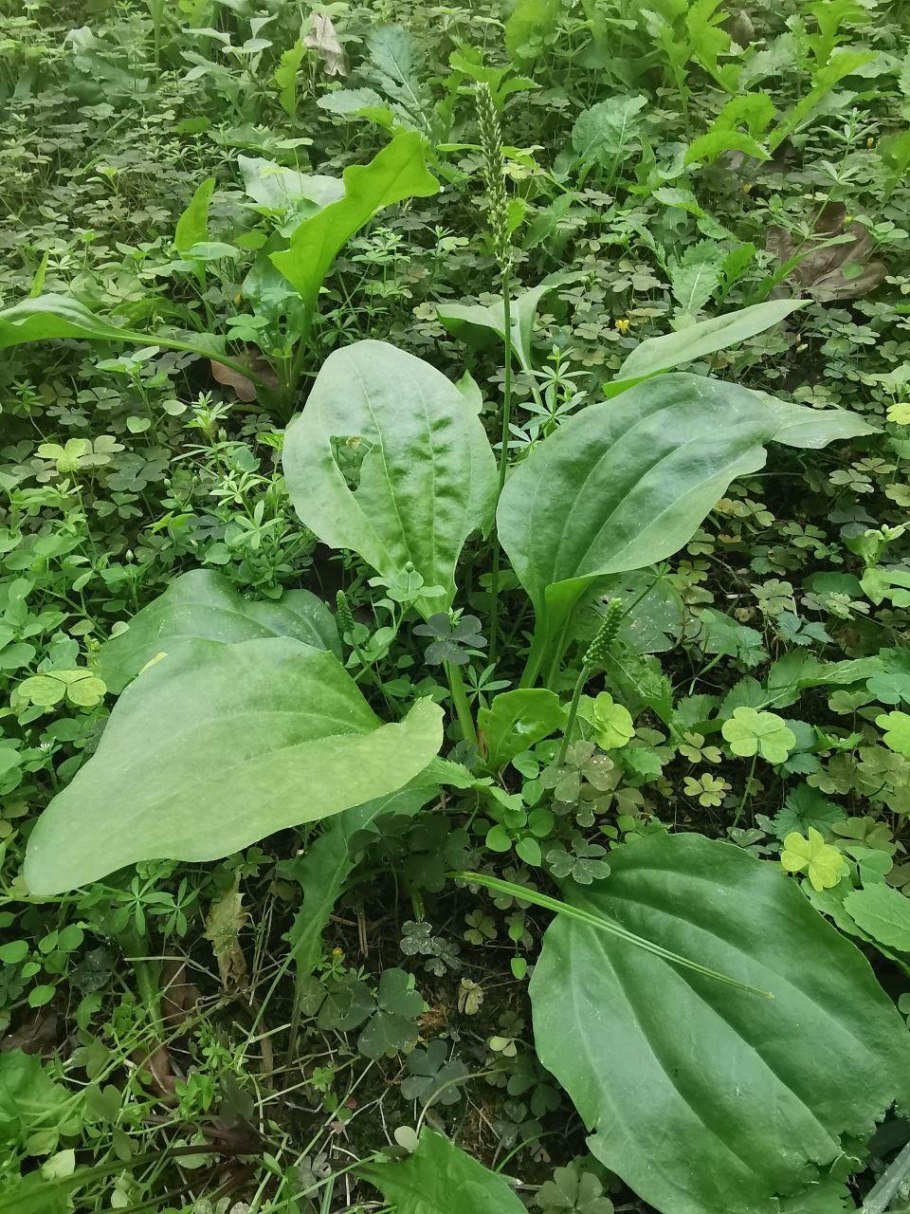 Подорожник ланцетолистный, ланцетовидный.