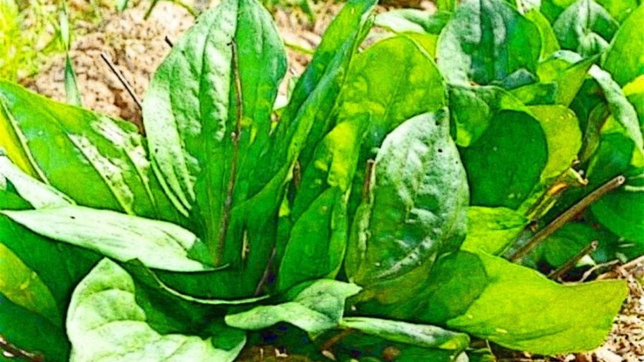 Plantago lanceolata подорожник