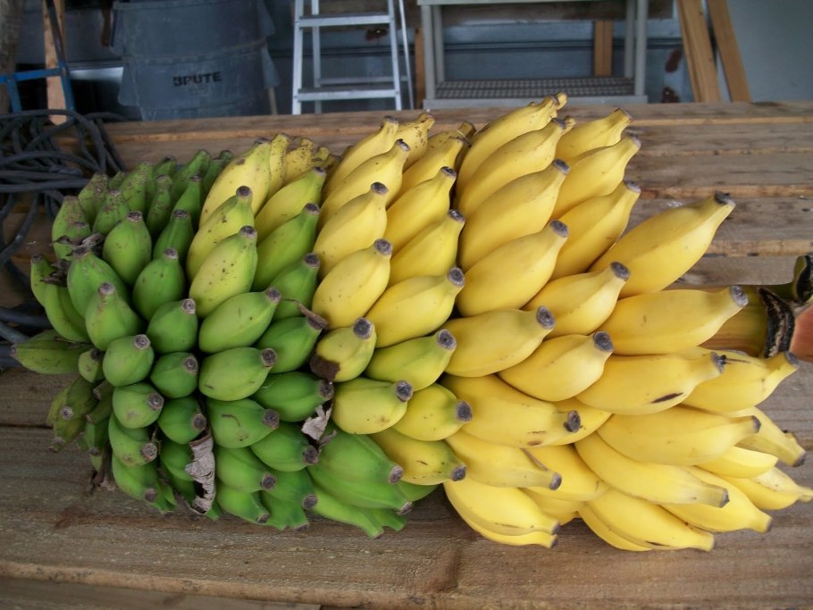 Майсур банан сорт