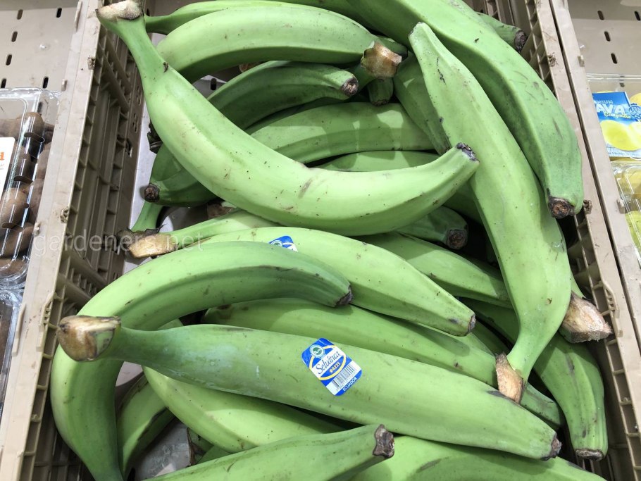 Кормовые сорта бананы