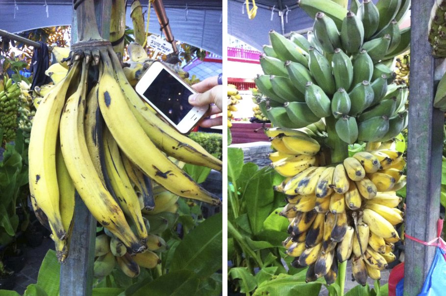 Кормовые сорта бананов