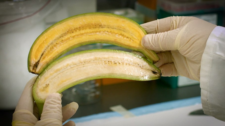 Банановое дерево Краснодар