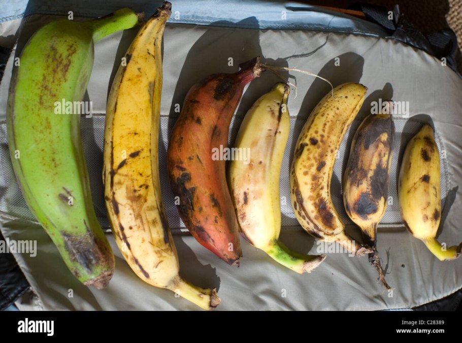 Кормовые сорта бананы