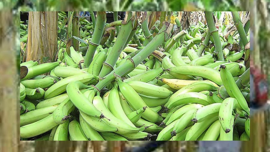 Плод банана