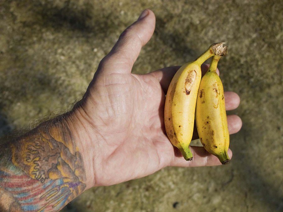 Кормовые сорта бананы