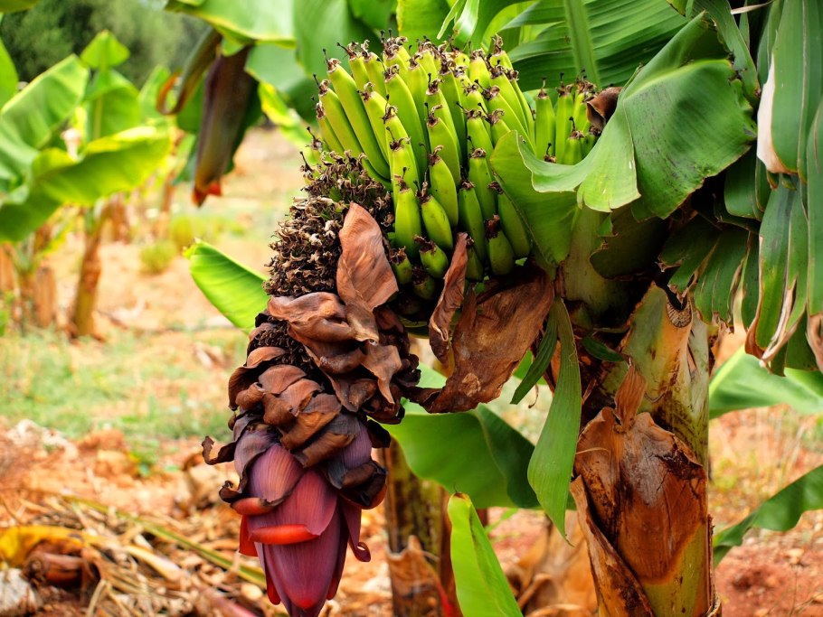 Бананы из Эквадора