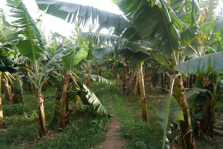 Банан Бальбиса (фруктовый) (Musa balbisiana)