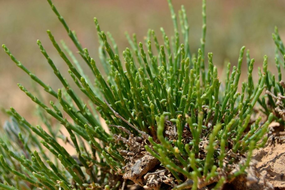 Анабазис Афилла