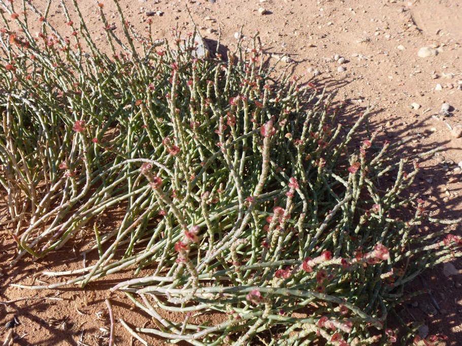 Anabasis brevifolia