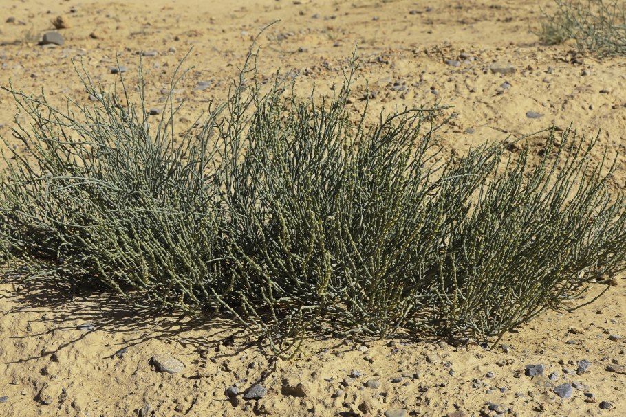 Анабазис безлистный