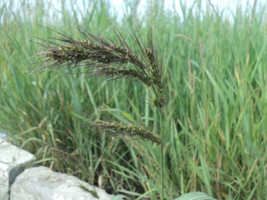 Anabasis setifera