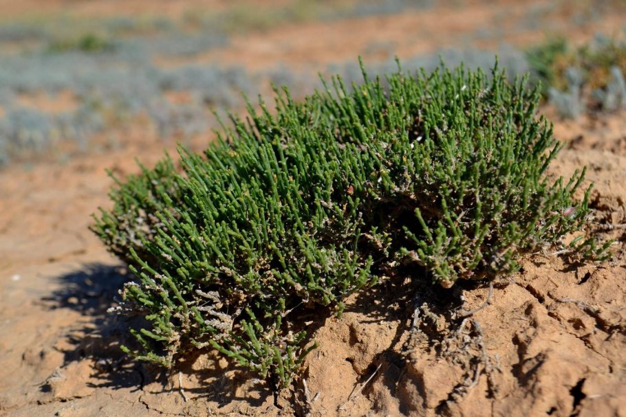 Анабазис ежовник безлистный