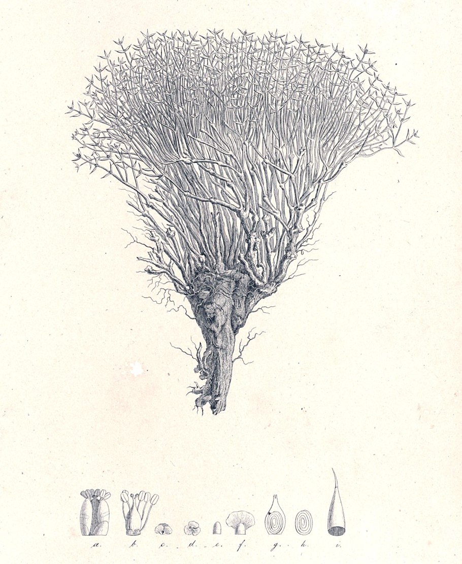 Ежовник членистый