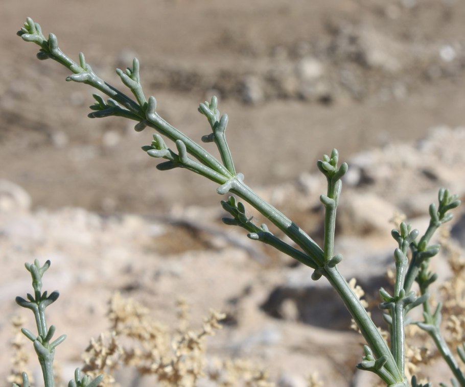 Анабазис солончаковый