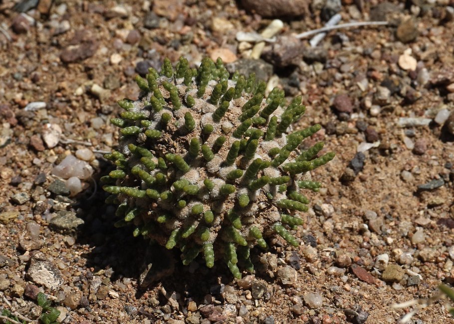 Ежовник Пеллиота