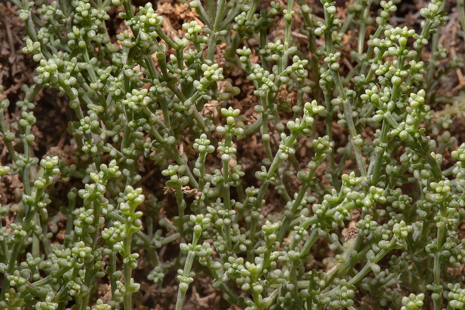 Anabasis brevifolia